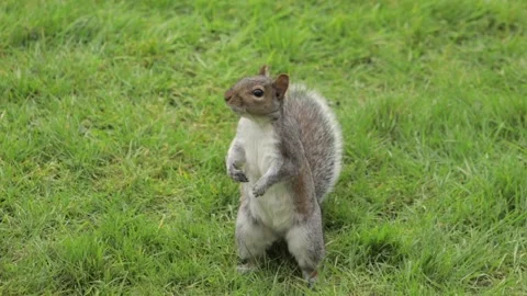 Cute Grey Squirrel Standing Up Looking Around Inquisitively In Grass Garden Stock Footage 305587678