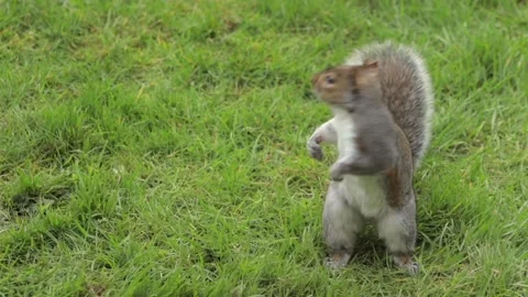 Cute Grey Squirrel Standing Up Then Searches For Food In Grass Garden Daytime Stock Footage 305587964