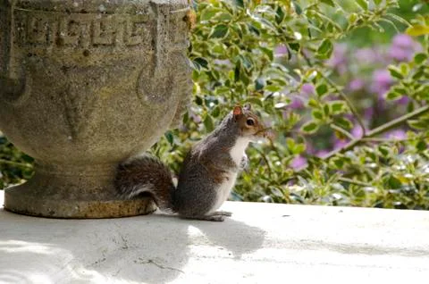 Cute grey squirrel stood upright next to large concrete vase Stock Photos