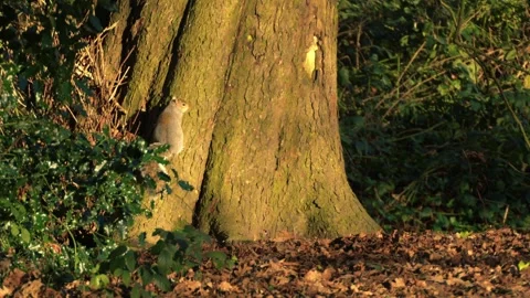Cute grey squirrels play chase in autumn woodland Stock Footage 308928394