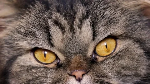 Cute grey striped cat with big orange yellow eyes Stock Footage 142317103