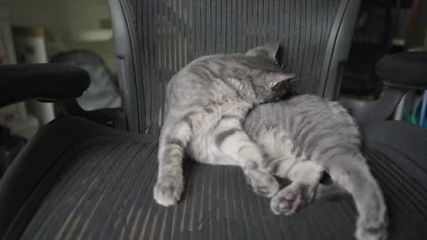 Cute Grey Stripped Tabby Cat or Gray Tiger - Relaxing Sitting on Desk Chair Stock Footage 220966650
