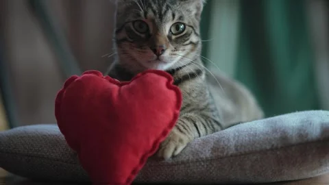 A cute grey tabby cat lying on a pillow. Stock Footage 263807889