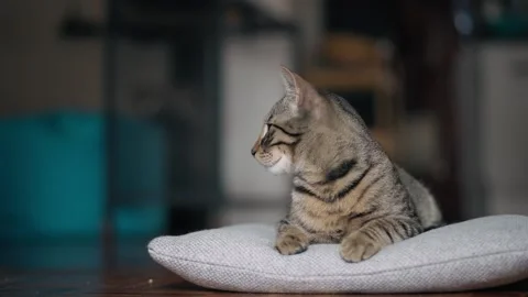 A cute grey tabby cat lying on a pillow. Stock Footage 264279434