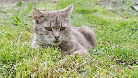 Cute grey tabby cat resting in fresh green grass outdoors. Stock Footage 335837916