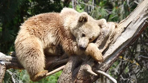 Cute Grizzly Bear Vídeo Stock 333303270