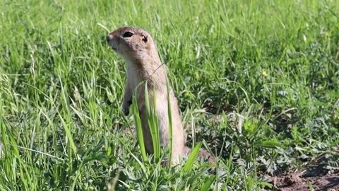 Cute ground Gopher in the grass and looking at camera. Stock Footage 131208181