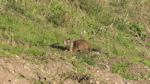 Cute ground squirrel on the beach Stock Footage 168270892