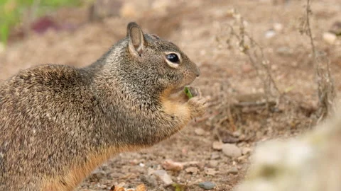 Cute ground squirrel close-up portrait.  Stock Footage 167475275