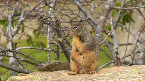 Cute ground squirrel close-up portrait.  Stock Footage 167478248