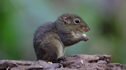 Cute Ground Squirrel eating jungle fruit on rainforest jungle 動画素材 253532653