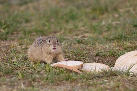 Cute ground squirrel with fluffy cheeks eating bread slices in a grassy field Foto stock