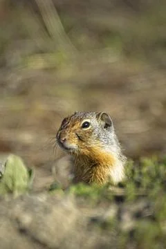 Cute ground squirrel peeking out from hole. Stock Photos