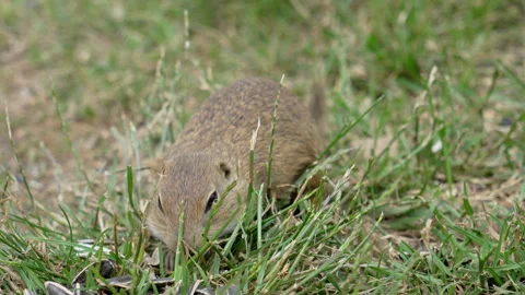 Cute Ground Squirrel Peeling Sunflower Seed in Grass Stock Footage 346180620