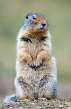 Cute ground squirrel  Stock Photos