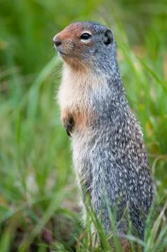 Cute ground squirrel Foto stock