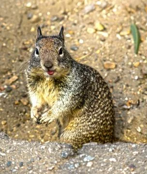 Cute Ground Squirrel Foto stock