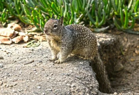 Cute Ground Squirrel Stock Photos