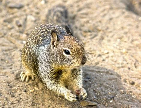 Cute Ground Squirrel Stock Photos