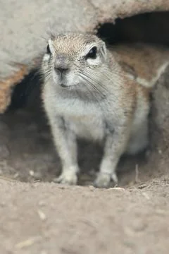 Cute Ground Squirrel Stock Photos