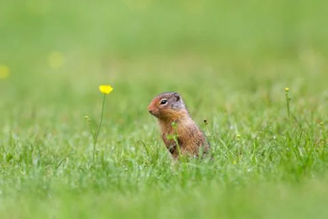 Cute Ground Squirrel Stock Photos