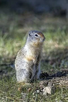 Cute ground squirrel sitting upright. Stock Photos
