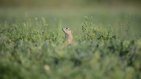 Cute Ground squirrel (Spermophilus pygmaeus) standing in the grass Stock-Footage 120535964