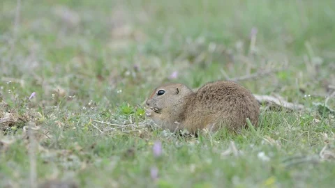 Cute Ground squirrel (Spermophilus pygmaeus) eating grass 스톡 동영상 120536070