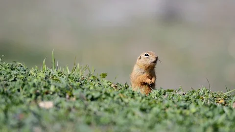 Cute Ground squirrel (Spermophilus pygmaeus) standing in the grass and screams Stock-Footage 120536284