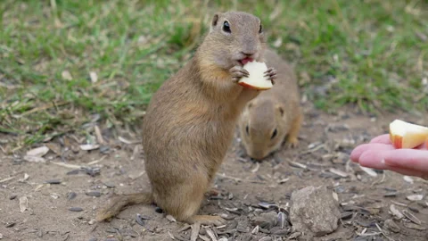 Cute ground squirrel standing and eating apple from human hand in Slovakia Stock Footage 346180538