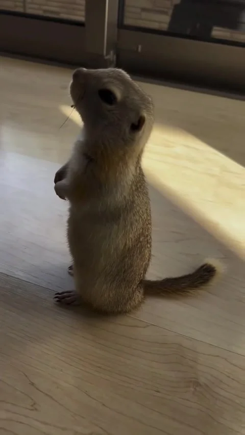 A cute ground squirrel standing upright on a wooden floor indoors 스톡 동영상 335049816