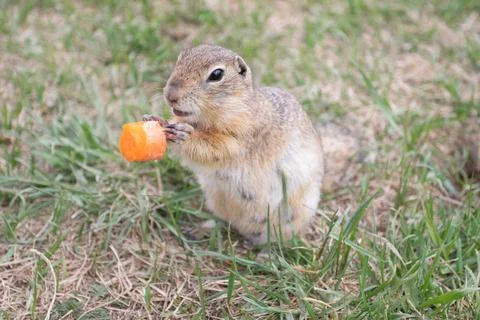 The cute Groundhogs eating while standing and looking. Stock Photos