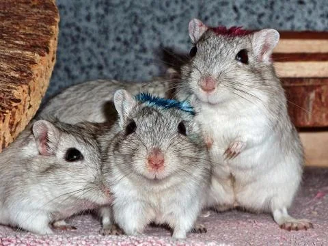 Cute group of gerbils 写真素材