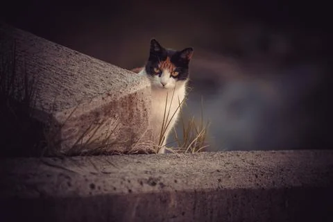 Cute grumpy cat on a stone wall Stock Photos