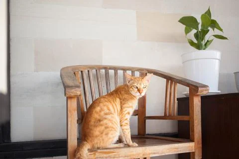 A cute grumpy looking cat in the morning light Stock Photos