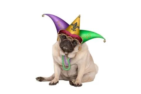 Cute grumpy Mardi gras carnival  pug puppy dog with harlequin jester hat Stock Photos