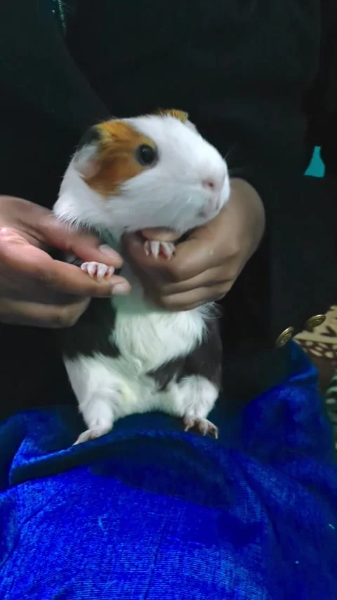 Cute Guinea Pig Dancing While Being Held Indoors Stock Footage 332629468