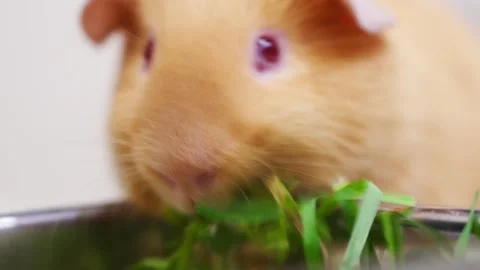 Cute guinea pig eats fresh greens Stock Footage 332054502