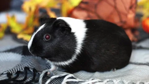 Cute guinea pig exploring a cozy fall setting with vibrant autumn leaves 스톡 동영상 219047705