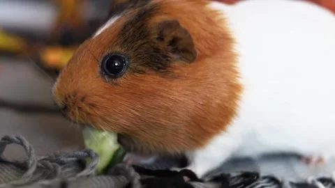 Cute guinea pig exploring a cozy indoor space with soft textures Stock-Footage 219047867
