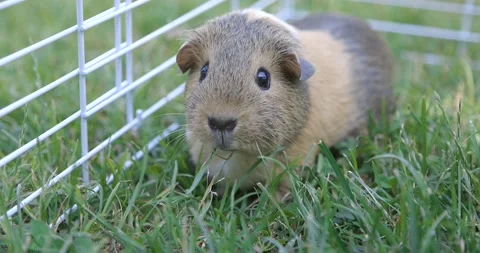 Cute guinea pig in the garden eats grass Stock Footage 198136820