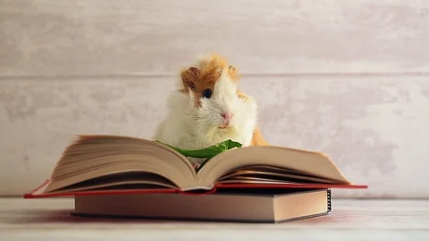 Cute Guinea Pig on the open book Stock Footage