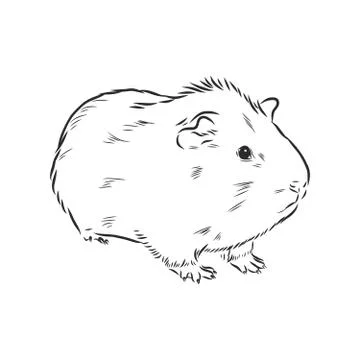 Cute Guinea pig, pet, vector sketch illustration Stock Illustration