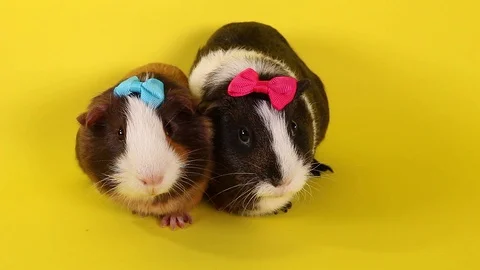 Cute guinea pig pigs cavy cavys Stock-Footage 99013192