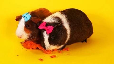 Cute guinea pig pigs cavy cavys Stock Footage 99013248