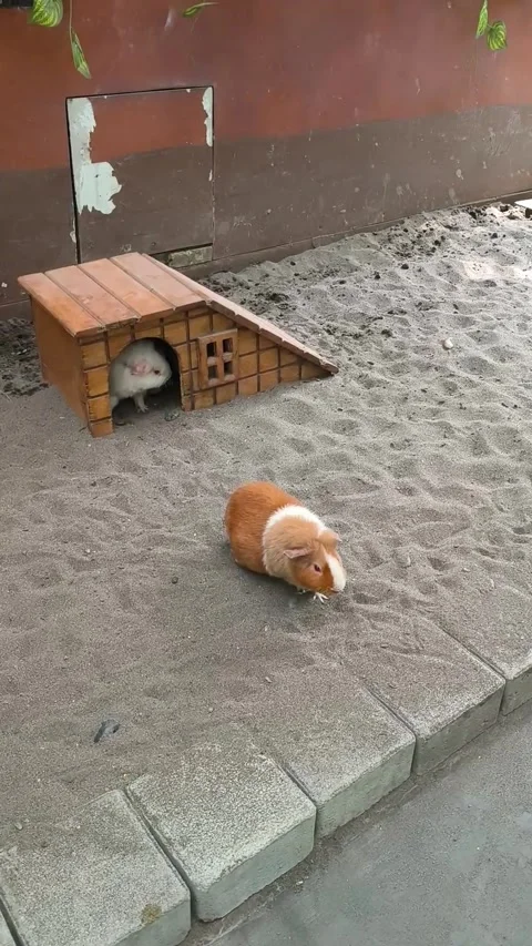 Cute Guinea Pig Walking on Sand Near Tiny Wooden House Outdoors Stock Footage 337612675