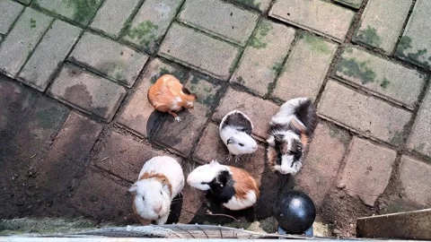 Cute Guinea Pigs Crowd Waiting for Feeding Time Stock Footage 339619211