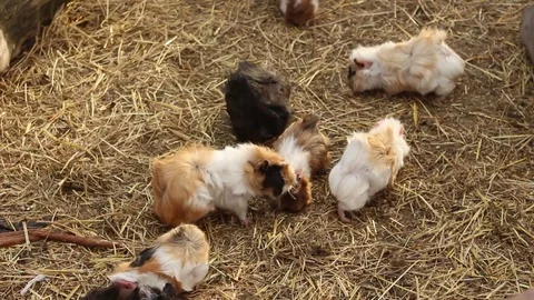Cute Guinea pigs Stock Footage 75038563