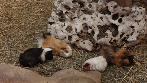 Cute Guinea pigs Stock Footage 75038576