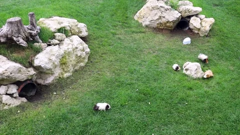 Cute guinea pigs run on green grass in a spacious outdoor enclosure. Cute fluffy Видео 342038484